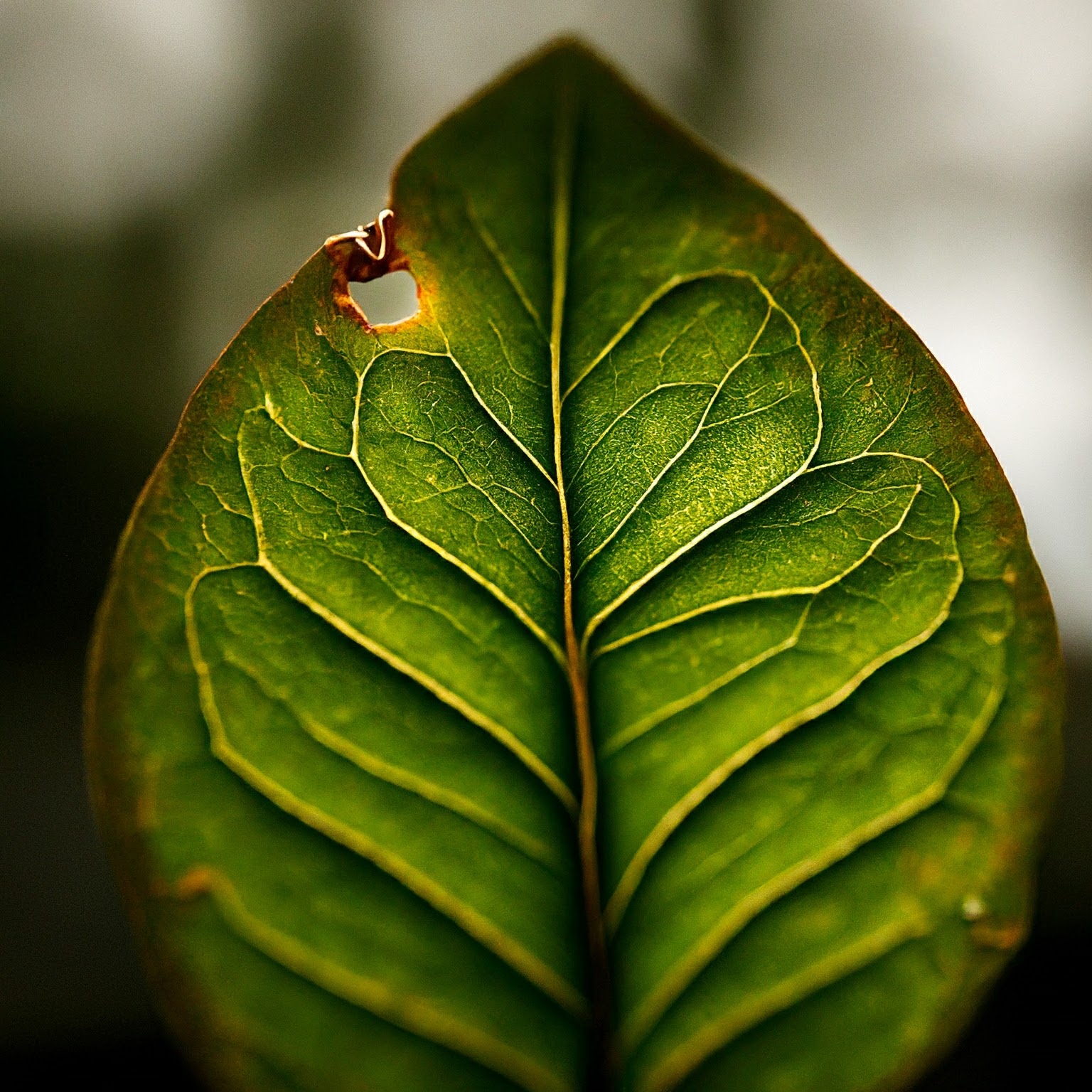 hình ảnh mẫu chụp bằng ống kính macro